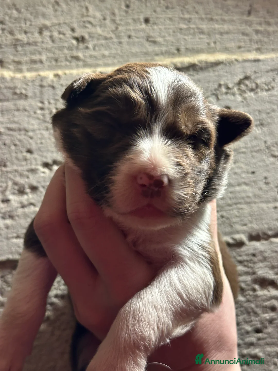 Border Collie cani in vendita: Cuccioli border collie - Annuncio 6