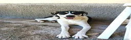 Meticcio cani in regalo: Luna una cagnolona invisibile in cerca di casa  - Annuncio 3