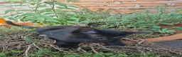 Altre razze gatti in regalo: 2 bellissimi gattini !! - Annuncio 11