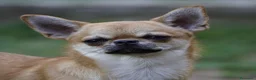 Chihuahua cani in vendita: Cucciola di chihuahua a pelo corto - Annuncio 3