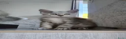 Maine Coon gatti in vendita: Cucciola Maine Coon Silver femmina  - Annuncio 6