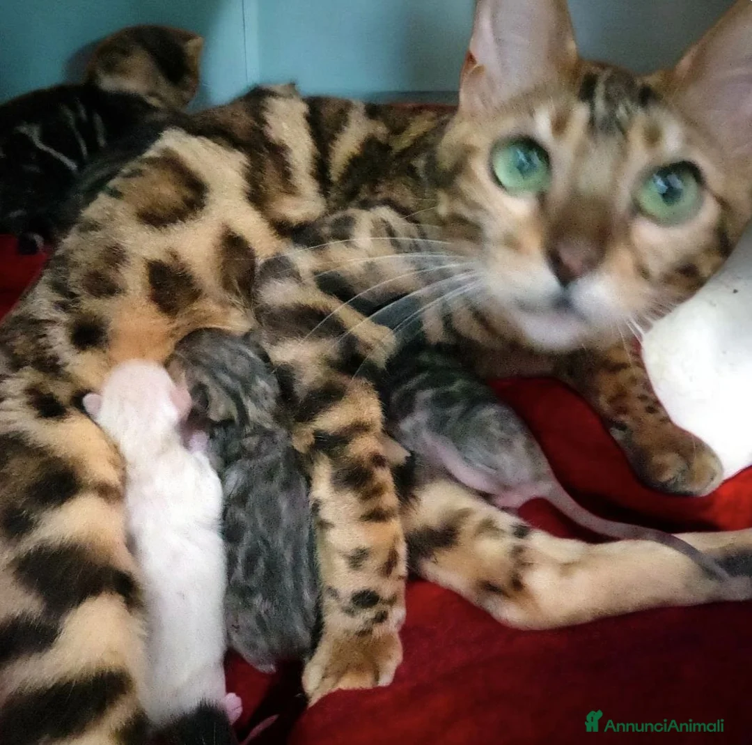 Bengala gatti in vendita: Cuccioli di gatto del Bengala  - Annuncio 8