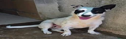 Meticcio cani in regalo: Pimpa dolce e giocosa cagnolina in adozione  - Annuncio 5