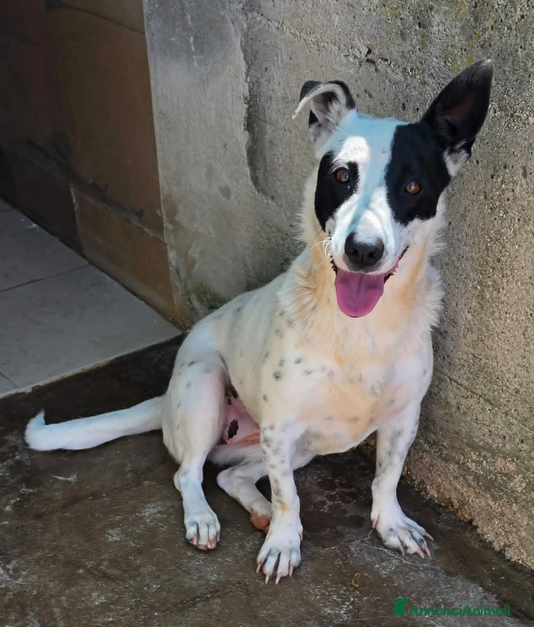 Meticcio cani in regalo: Pimpa dolce e giocosa cagnolina in adozione  - Annuncio 5