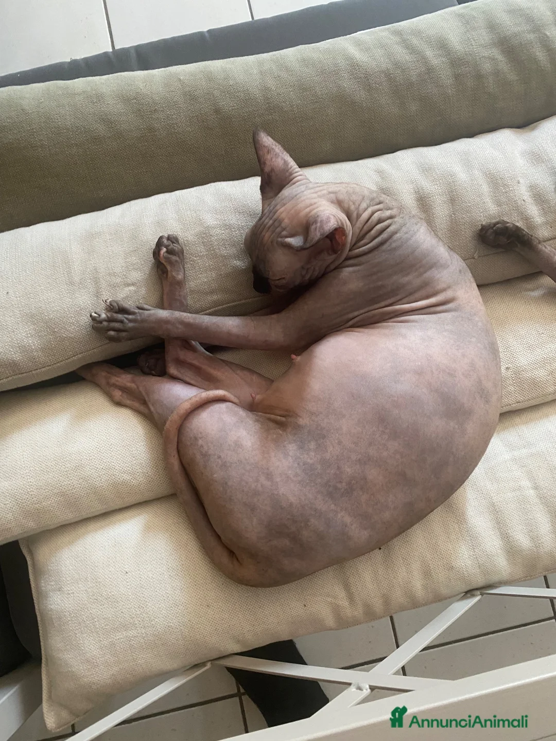 Sphynx gatti in vendita: Cuccioli Sphynks  - Annuncio 1