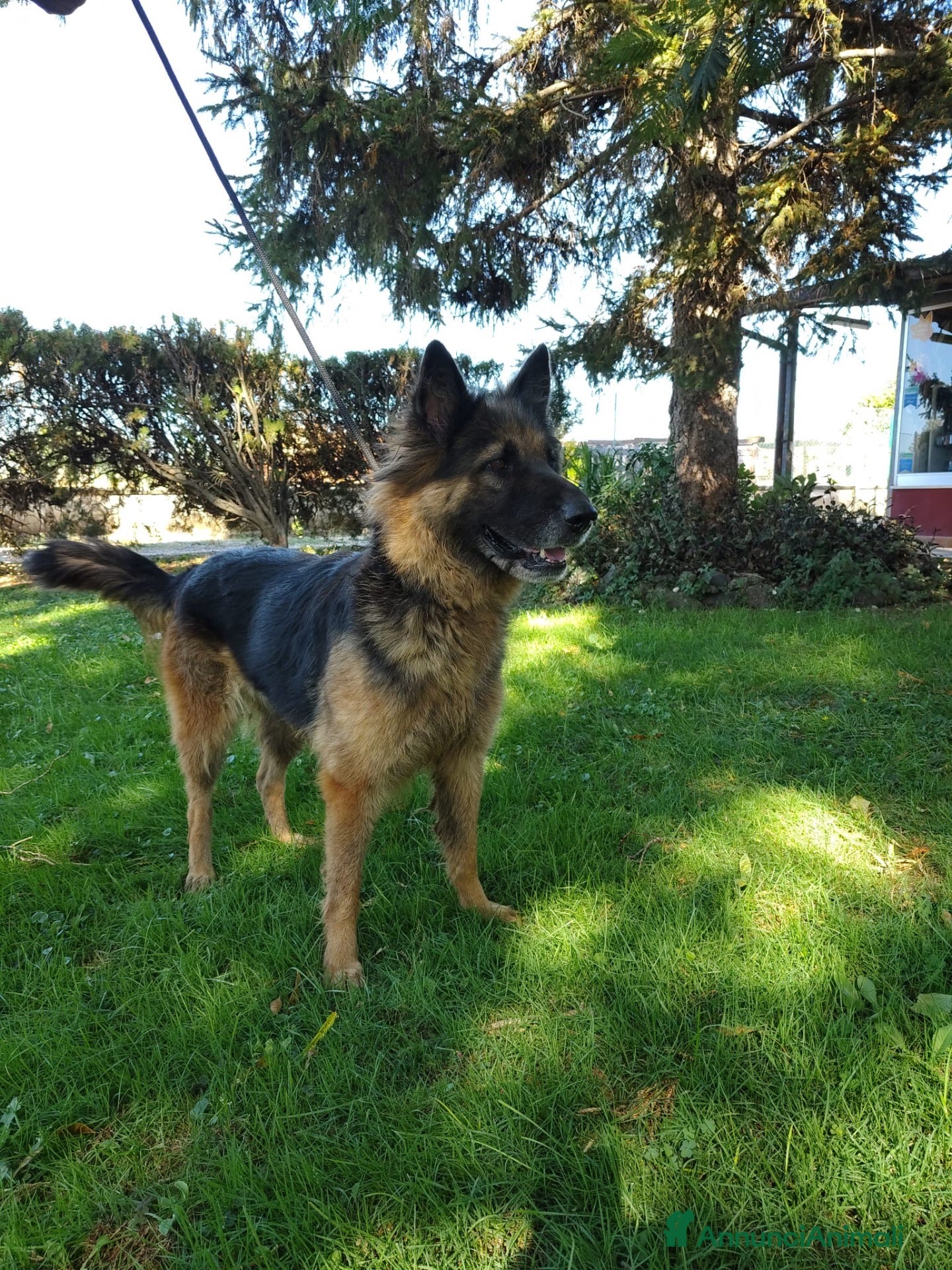 Meticcio cani Ginevra, cane lupo in miniatura cerca famiglia  - Annuncio 41