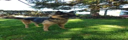Meticcio cani in regalo: Ginevra, cane lupo in miniatura cerca famiglia  - Annuncio 1