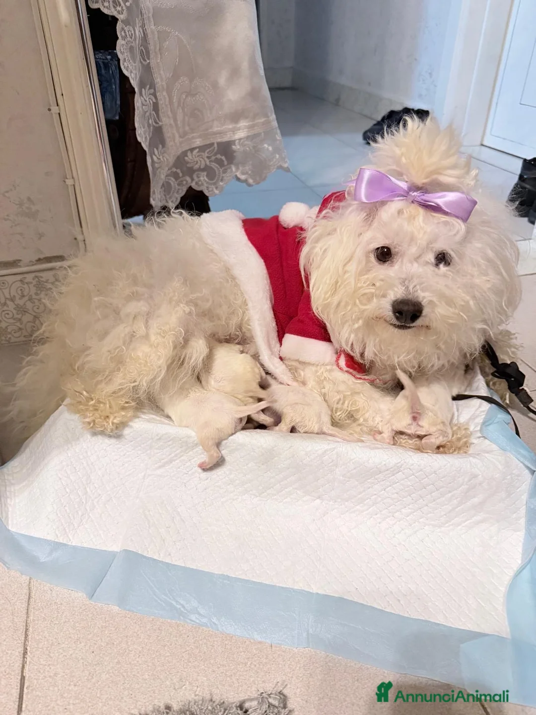 Maltese cani in vendita: Cucciolo maltese razza pura manto bianco - Annuncio 13