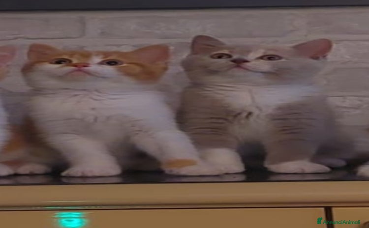 British gatti a Città metropolitana di Catania - Annuncio 2