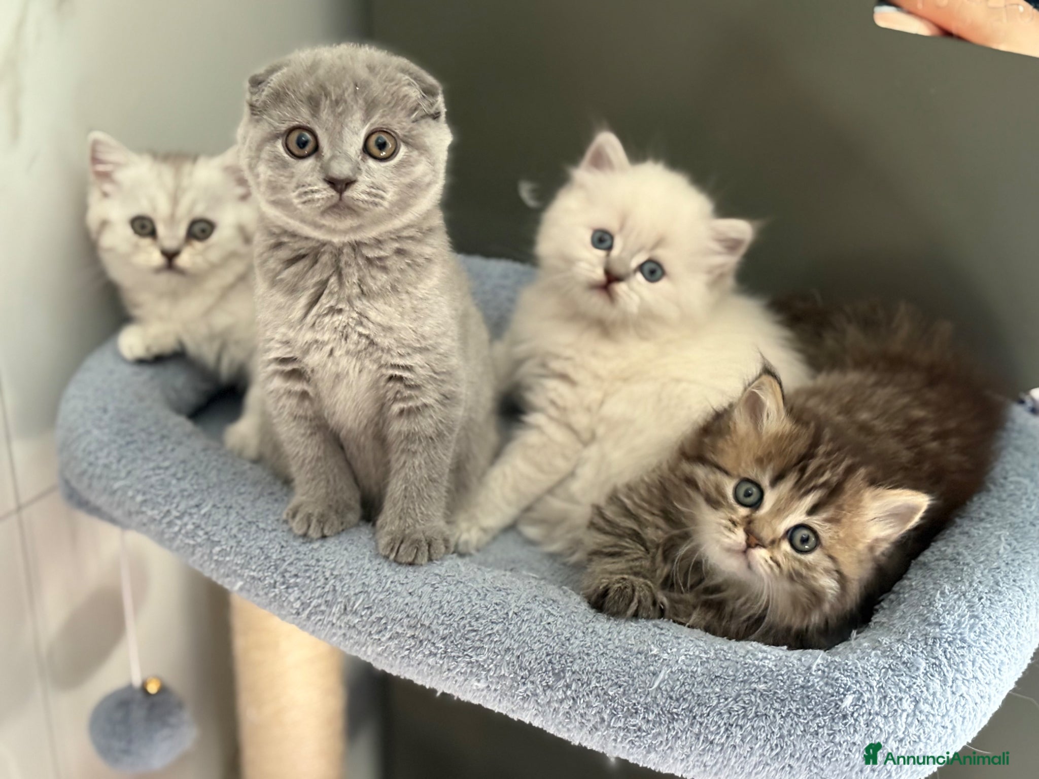British gatti Scottish fold sthrait - Annuncio 2