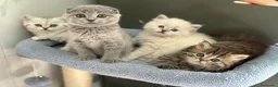 British gatti in vendita: Scottish fold sthrait - Annuncio 1