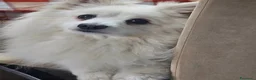 Volpino Italiano cani in regalo: Adozione urgente per cagnolini piccola taglia - Annuncio 8