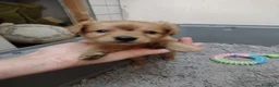 Volpino Italiano cani in regalo: Splendido cucciolo di Volpino (Catania)  - Annuncio 4