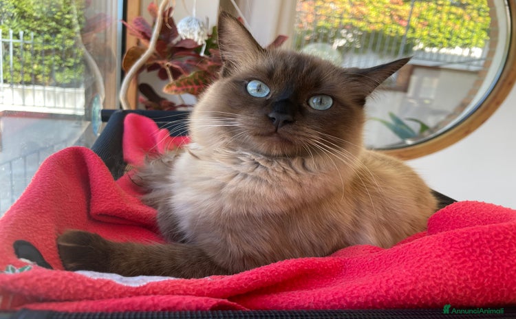 Ragdoll gatti - Annuncio 5