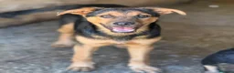 Pastore Tedesco cani in regalo: DOBBY, cucciolo mix PASTORINO dolcissimo! - Annuncio 5
