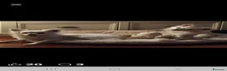 Chihuahua cani in regalo: Chiuaua a pelo lungo  - Annuncio 4