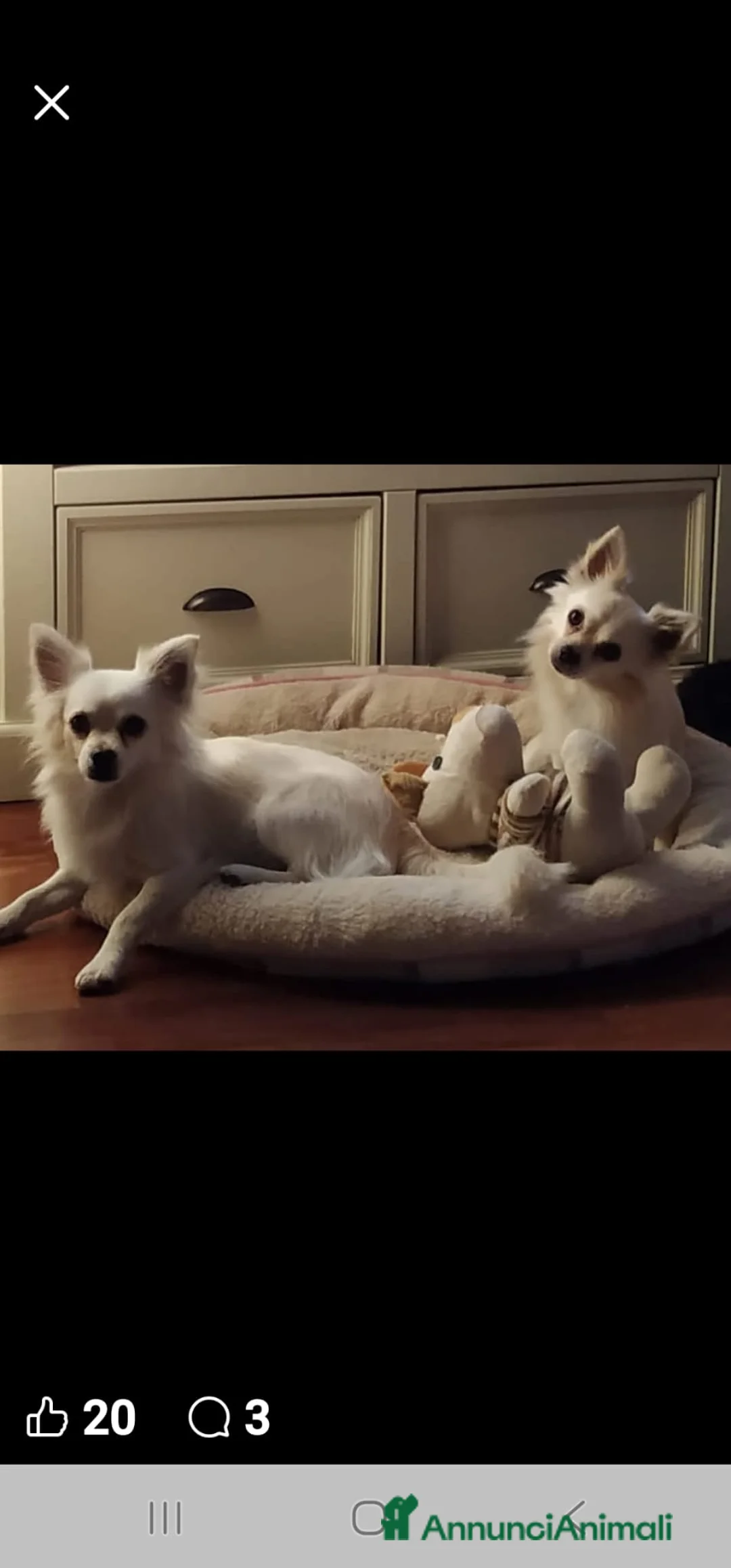 Chihuahua cani in regalo: Chiuaua a pelo lungo  - Annuncio 4