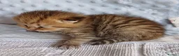 Scottish gatti in vendita: Cuccioli Scottish Fold e Straight a Provincia di Reggio Emilia - Annuncio 28
