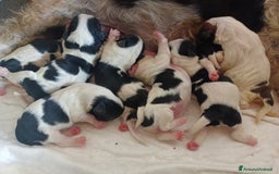 Shih Tzu cani in vendita: Cuccioli pronti fra un mese a Provincia di Pordenone - Immagine 3