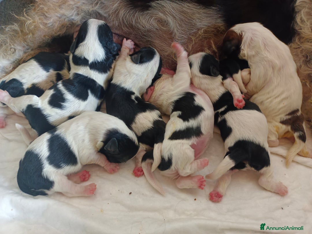 Shih Tzu cani in vendita: Cuccioli pronti fra un mese a Provincia di Pordenone - Immagine 3