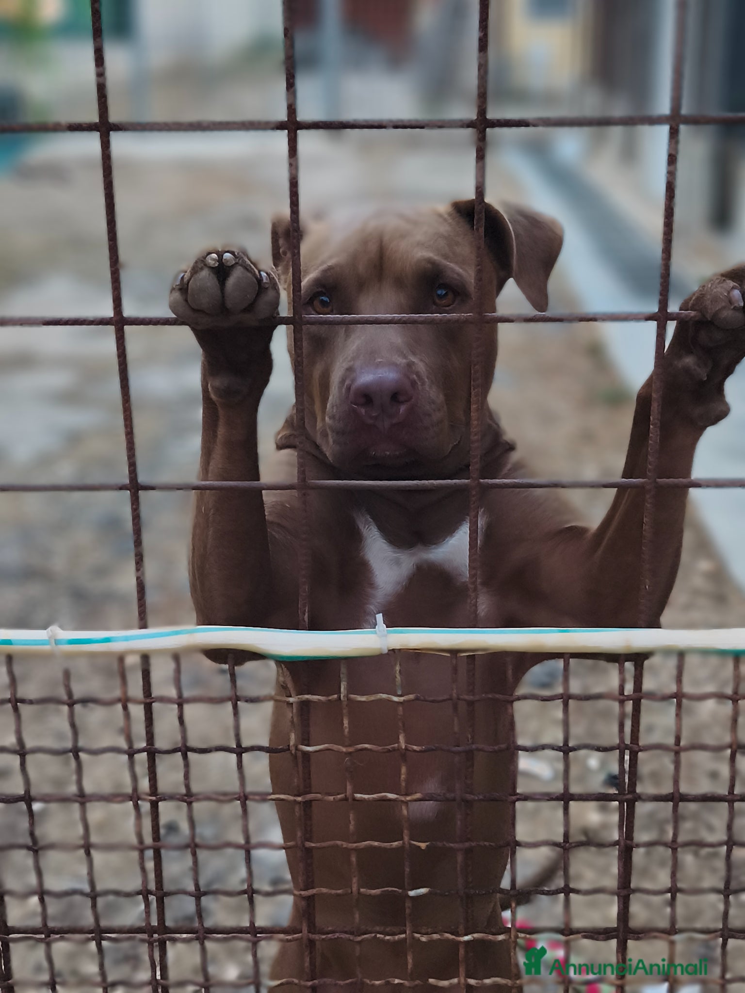 Pitbull cani Meraviglioso Red nose - Annuncio 1