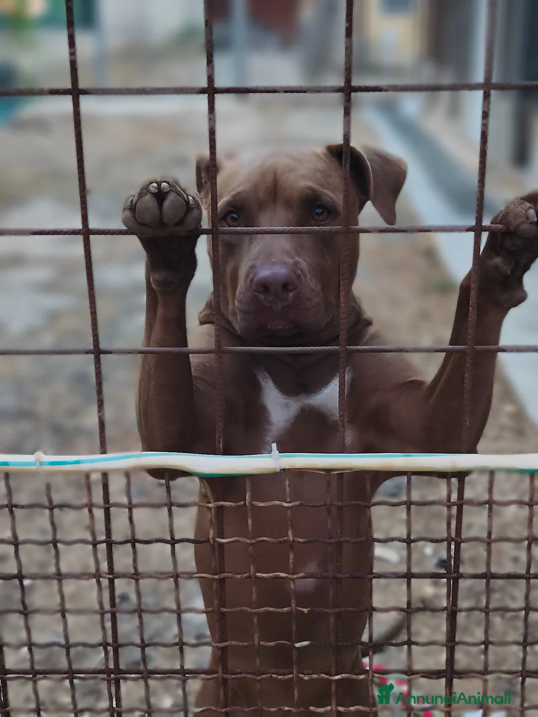 Pitbull cani in regalo: Meraviglioso Red nose - Annuncio 1