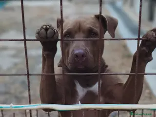 Pitbull cani Meraviglioso Red nose - Annuncio 1