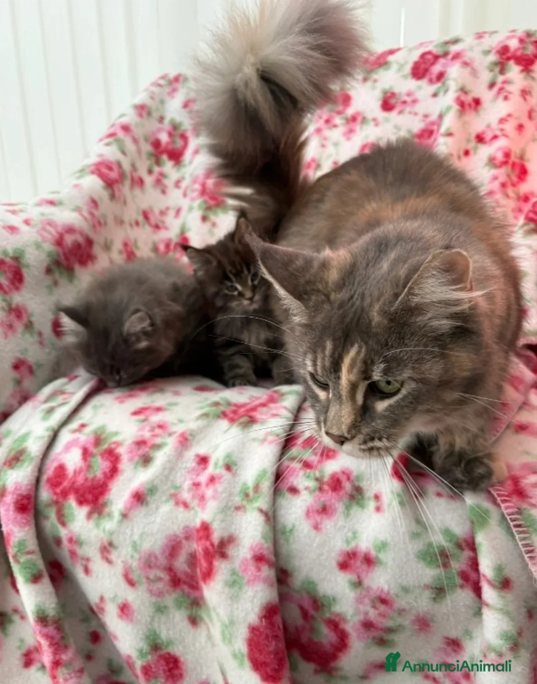 Maine Coon gatti in vendita: 2 gattini Maine Coon allevati in casa - Annuncio 7
