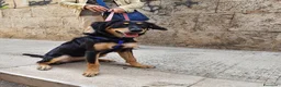 Meticcio cani in regalo: Kyra una cagnolina favolosa  - Annuncio 1