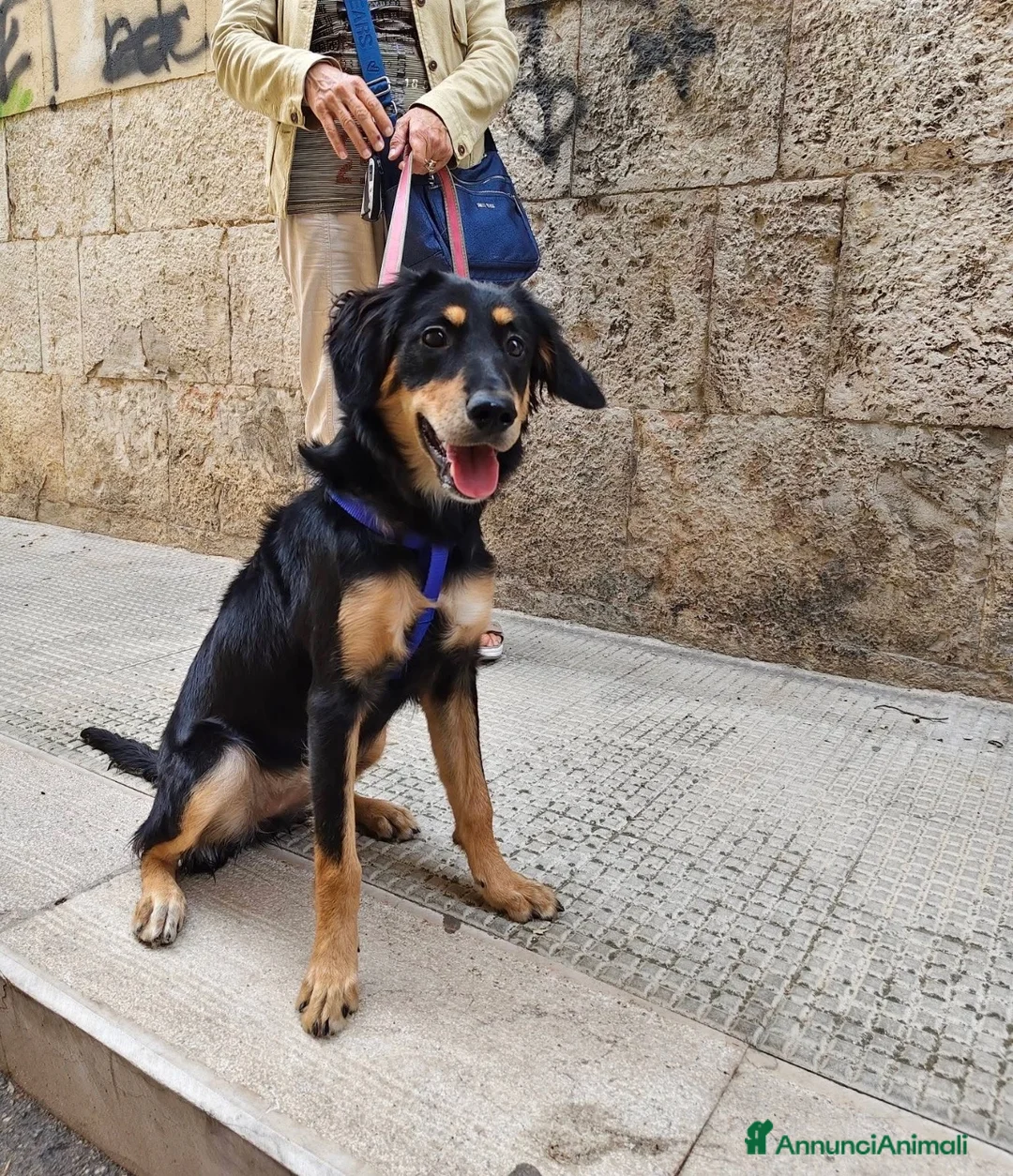 Meticcio cani in regalo: Kyra una cagnolina favolosa  - Annuncio 1