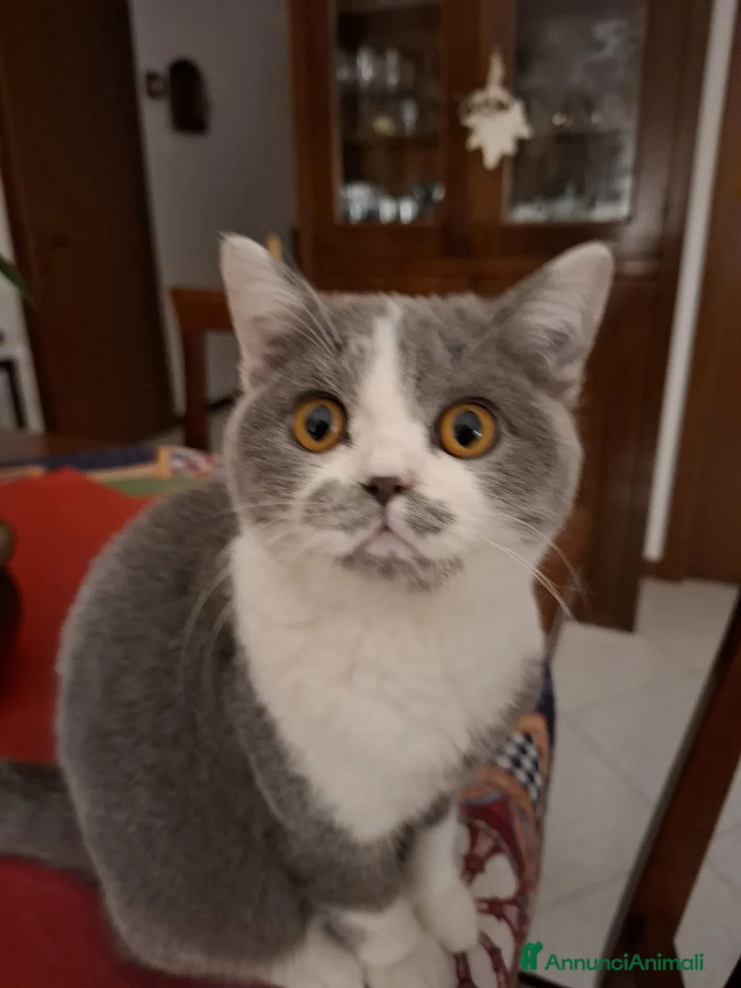 Meticcio gatti in regalo: GATTO MASCHIO a Città metropolitana di Milano - Annuncio 7