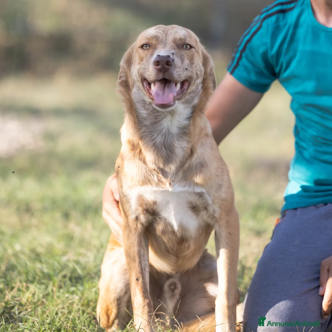 Meticcio cani in regalo: Shiro e Scooby troppo belli ma sfortunati!NAPOLI a Città Metropolitana di Milano - Annuncio 7