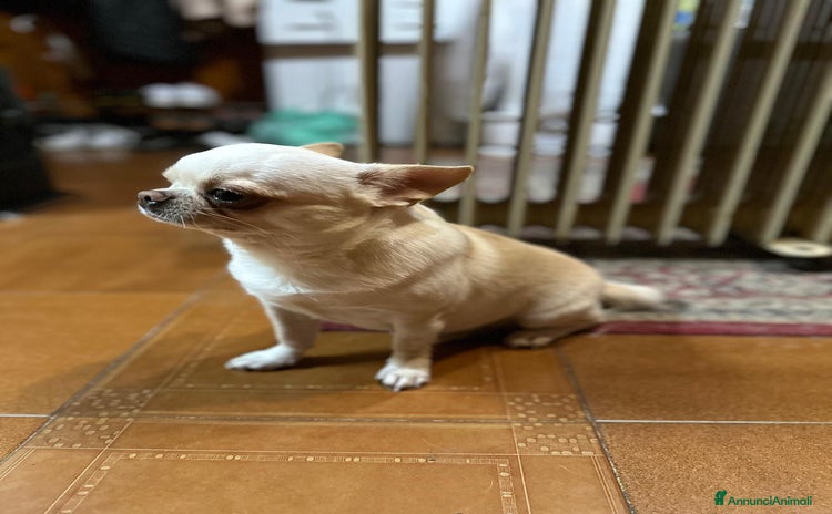 Chihuahua cani Accoppiamento - Annuncio 7