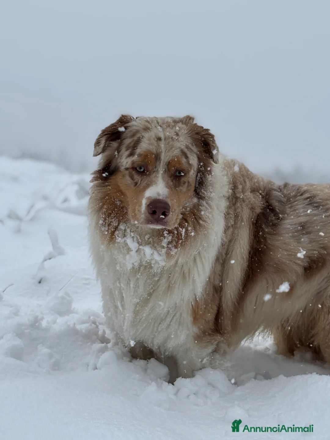 Australian Shepherd cani per accoppiamento: Pastore australiano per monta - Annuncio 2
