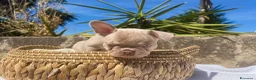 Bulldog Francese cani in vendita: Splendidi cuccioli Bulldog Francese a Provincia di Taranto - Annuncio 6