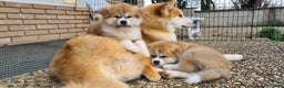 Akita Inu cani in vendita: Cuccioli di AKITA LOMBARDIA  - Annuncio 18