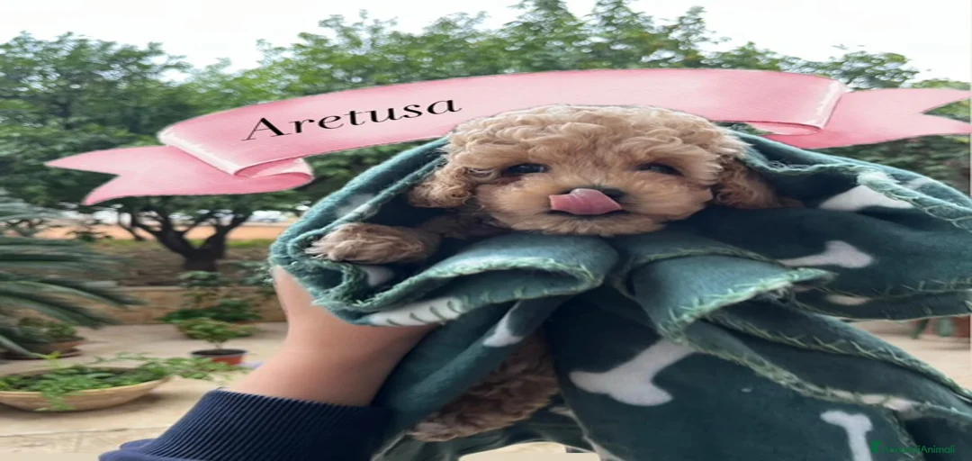 Immagine della galleria {{count}}