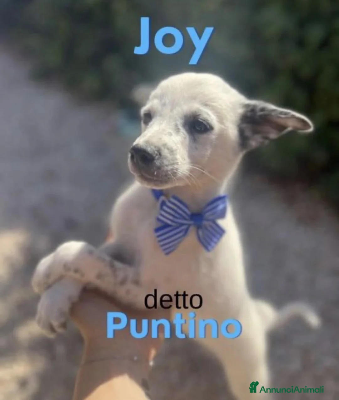 Meticcio cani in regalo: Joy il cucciolo con le lentiggini  - Annuncio 1