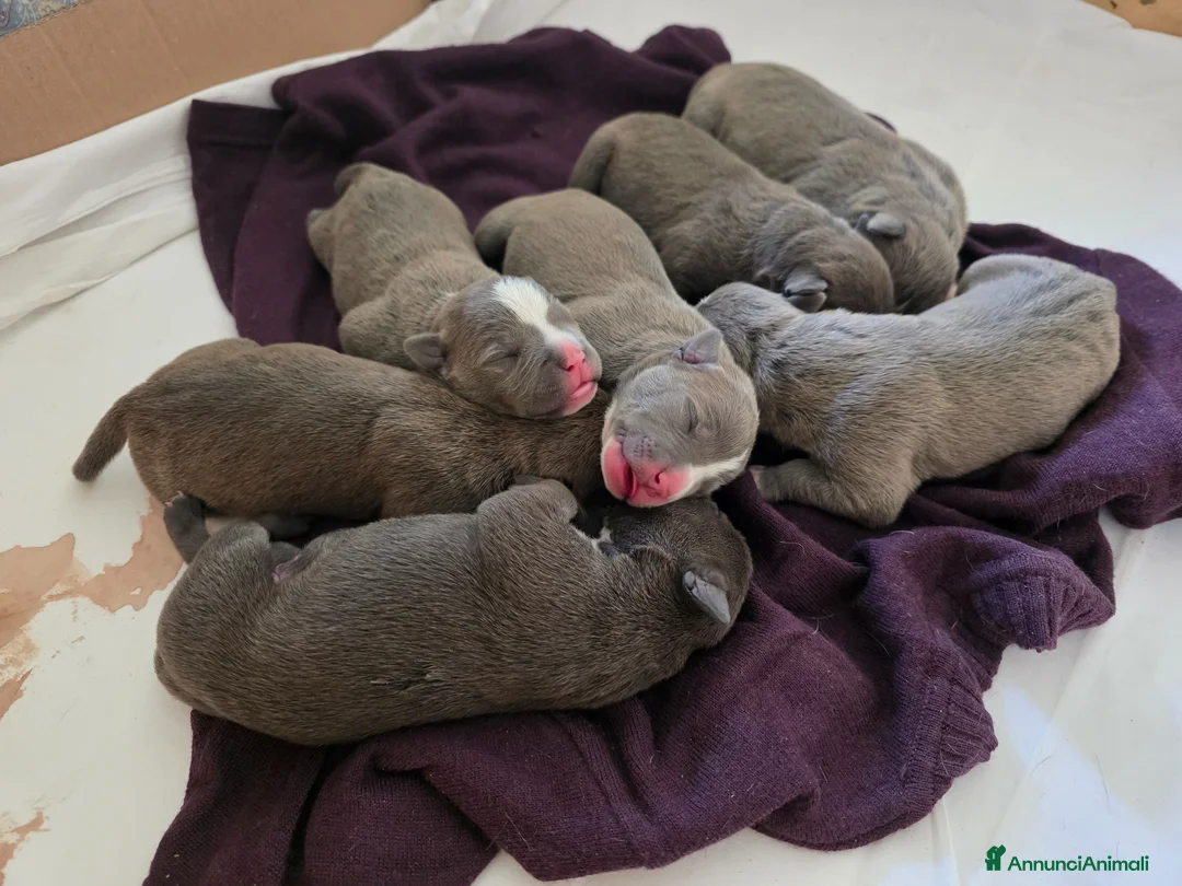 American Staffordshire cani in vendita: Cuccioli di Amstaff a Provincia dell'Aquila - Annuncio 3