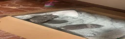 Scottish gatti in vendita: scottish maschietti  a Provincia di Catanzaro - Annuncio 9
