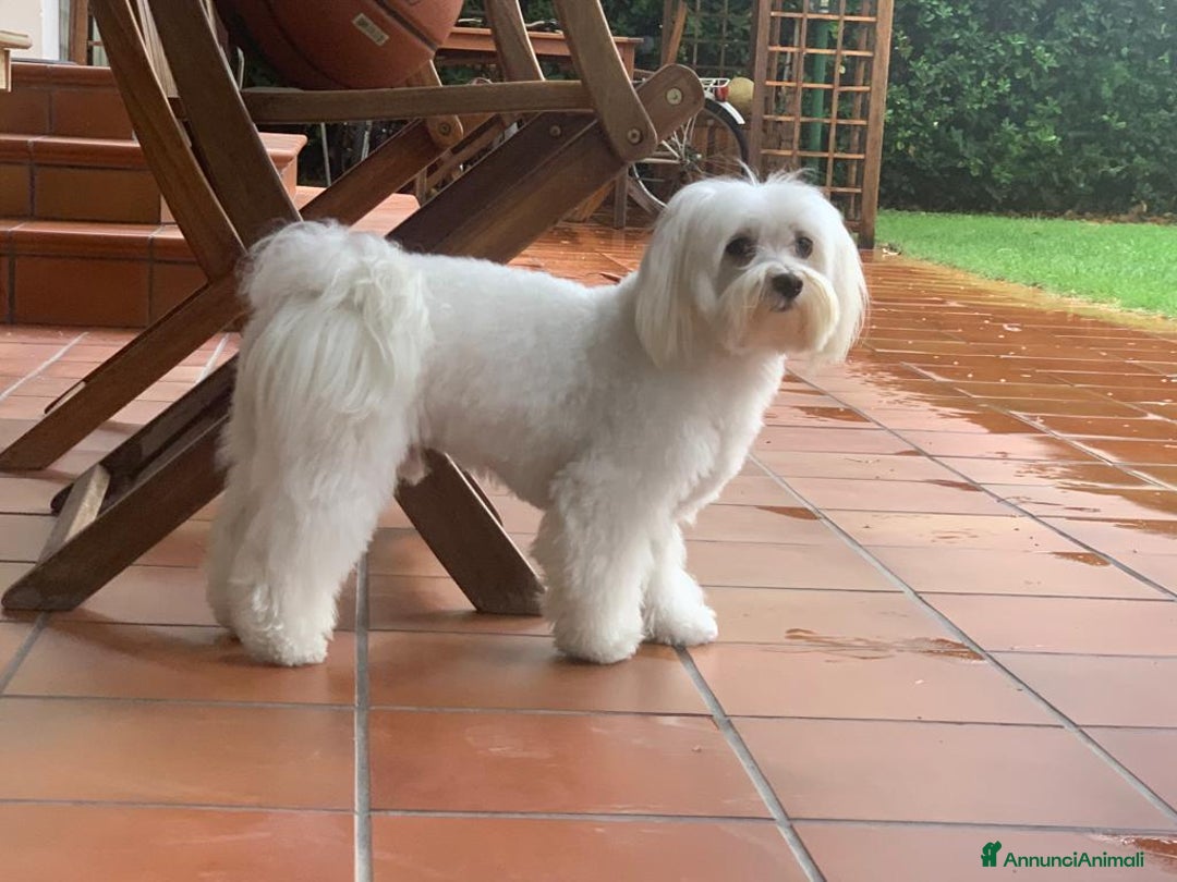 Maltese cani per accoppiamento: Cerco maltese femmina per Coco  - Annuncio 3