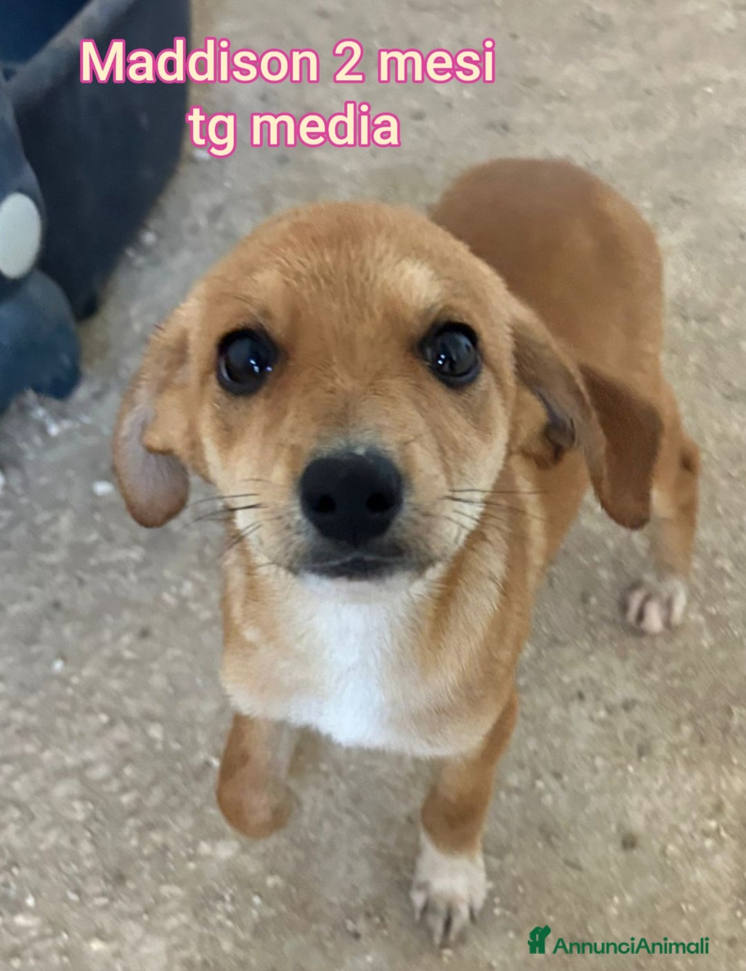 Meticcio cani in regalo: TANTI CUCCIOLI SOLI!  - Annuncio 13