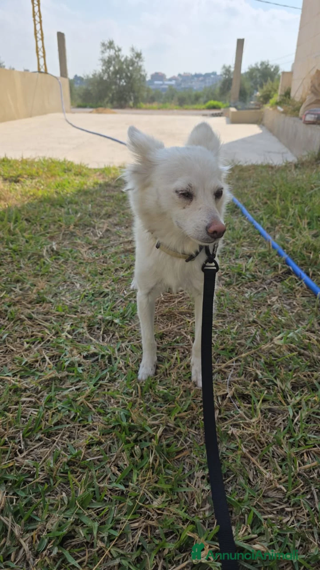 Meticcio cani in regalo: Pepper, una pelosetta dolcissima - Annuncio 4