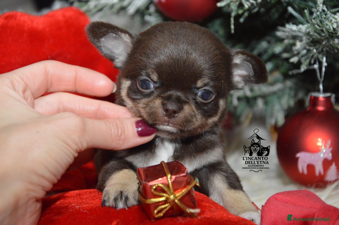 Chihuahua cani in vendita: Cuccioli di Chihuahua linea russa pedigree Enci  - Annuncio 5