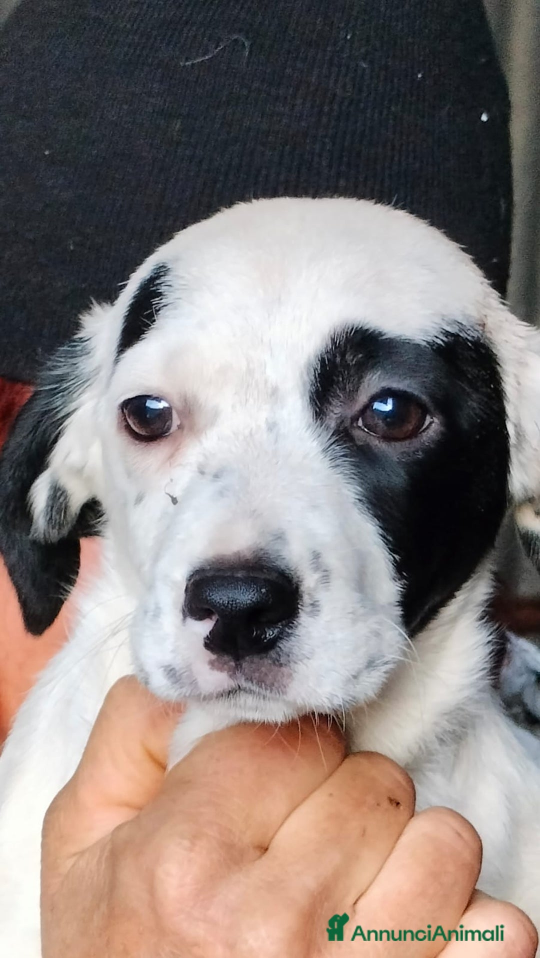 Meticcio cani in regalo: ALISIA - Annuncio 13