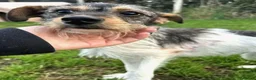 Meticcio cani in regalo: All' Star, scricciola in cerca di adozione  - Annuncio 4