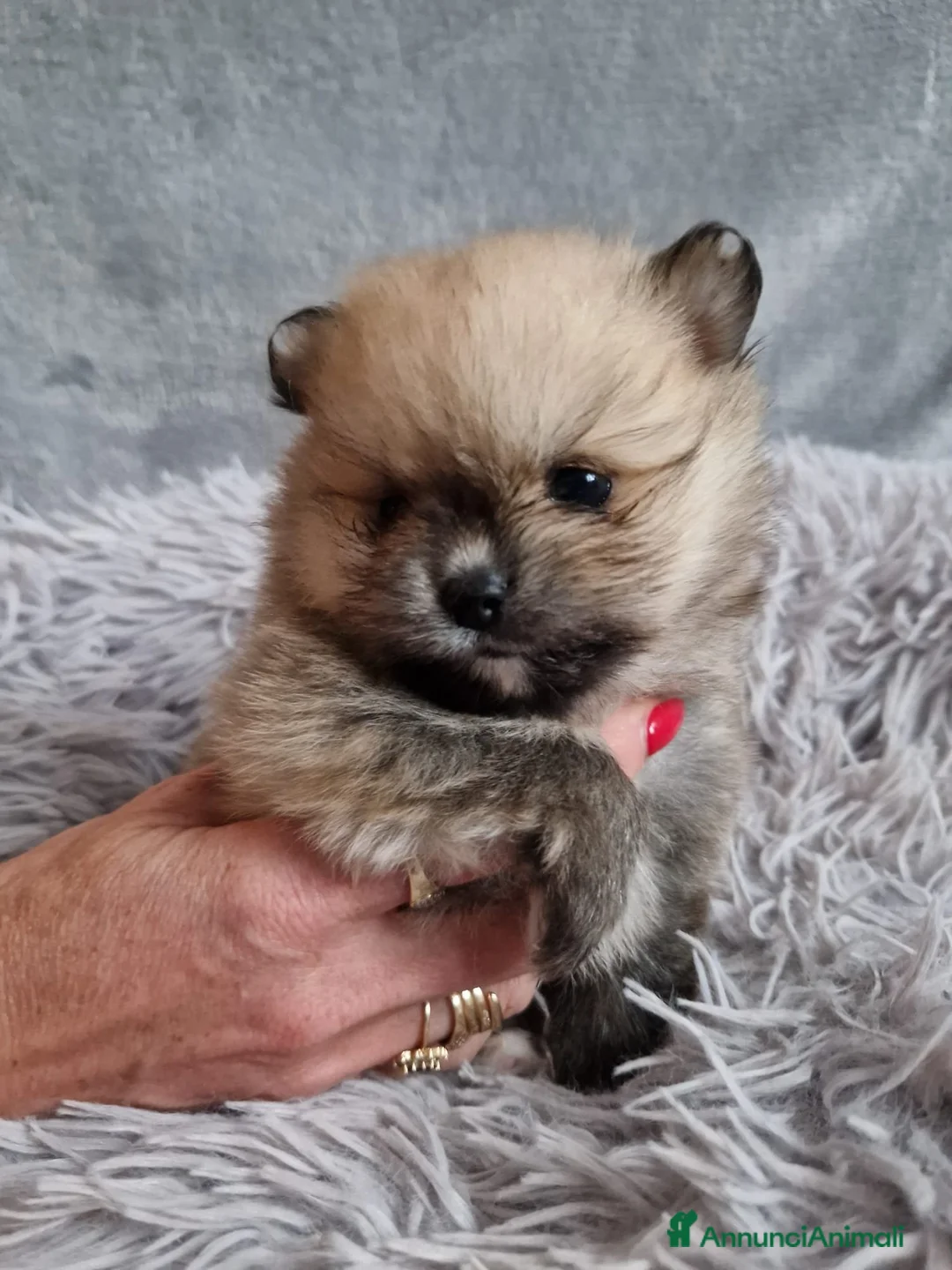 Volpino Pomerania cani in vendita: Orsacchiotto di Pomerania in vendita a Città metropolitana di Milano - Annuncio 3