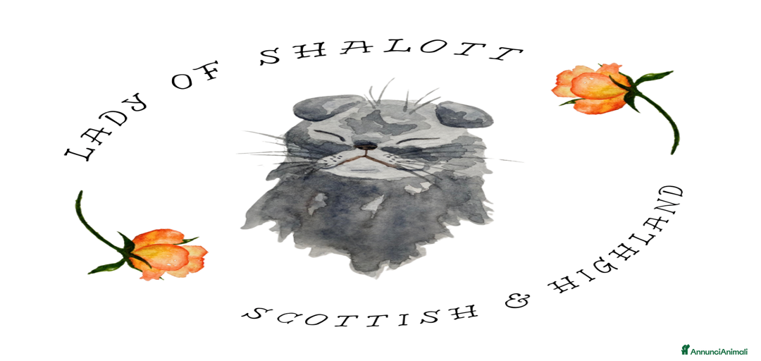 Immagine della galleria {{count}}