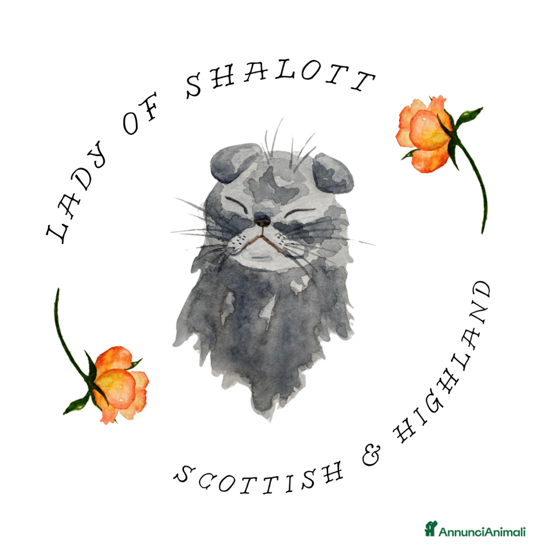 Immagine della galleria {{count}}