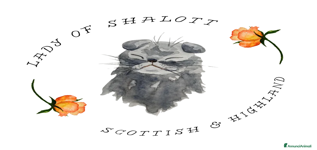 Immagine della galleria {{count}}